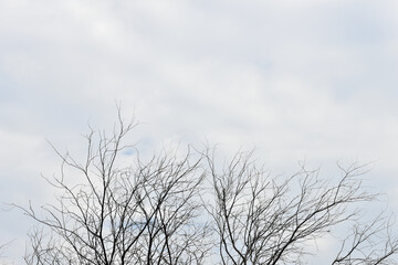 Fototapeta na wymiar Dried tree with cloudy sky background