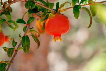 Ripe fruits of pomegranate tree close up hanging on branches.