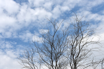 Dried tree with blue sky and clouds background