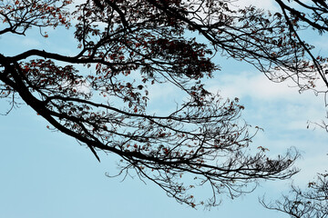 Silhouette of tree branch with blue sky background