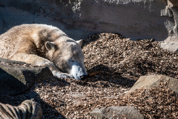 kalte Bären im milden Bremerhaven