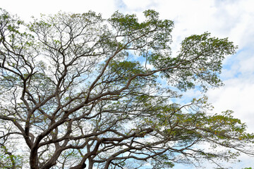 Nature background, Big tree canopy pattern with blue sky background