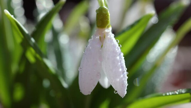 White blooming snowdrop folded or Galanthus plicatus with water drops in light breeze. Low angle. Sunshine. Sunrise. Slow motion