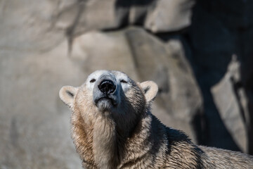 kalte B&auml;ren im milden Bremerhaven