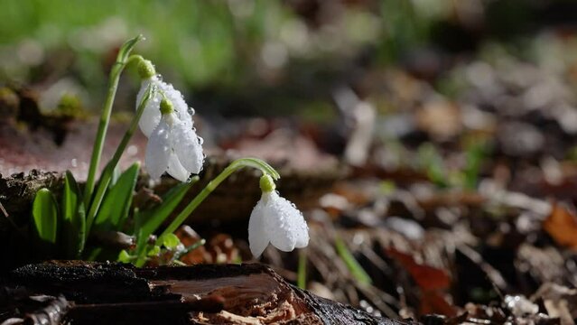 White blooming snowdrop folded or Galanthus plicatus with water drops in light breeze. Low angle. Sunshine. Sunrise. Slow motion