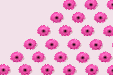 Visual spring flower on a pink background. |Aesthetic wallpaper with diagonal copy space.