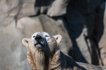 kalte Bären im milden Bremerhaven