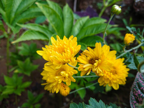 Picture of yellow flowers in the garden