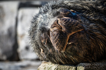 Seelöwe in der Sonne