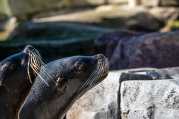 Seelöwe in der Sonne