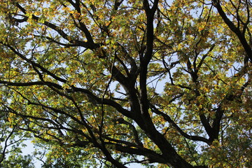 tree branches on a blue sky background