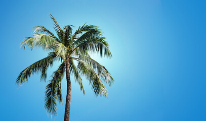 Palm tree with blue cloudy sky in the background. Green leaves exotic summer. Good weather vacation landscape. High tree paradise island. Empty copy space sunny travel.