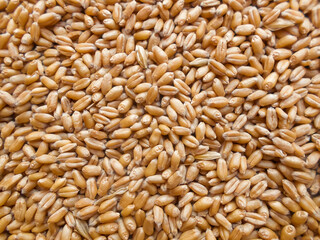 wheat grains background