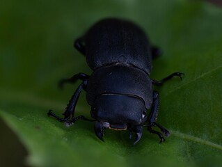 Lucanus cervus hembra 