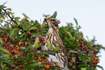 A redwing sitting in a firethorn bush