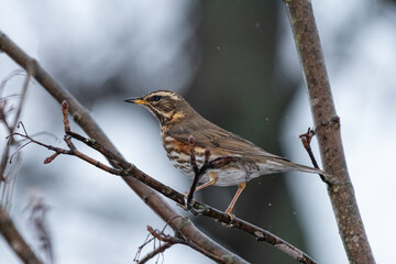 Fototapeta premium A redwing sitting on a small branch