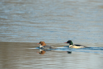 Two common merganser swimming on a pond