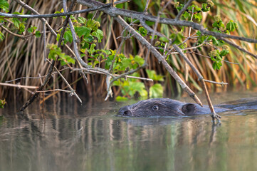 Portrait of a Eurasian beaver swimming in the morning