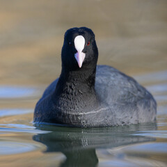 A Eurasian Coot swimming on a lake