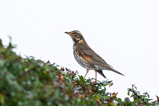 A redwing sitting in a firethorn bush