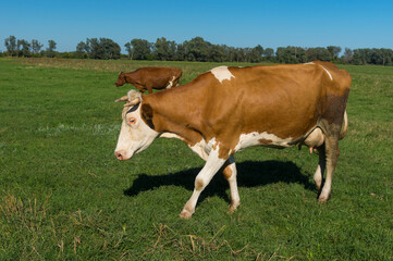 Fototapeta na wymiar Cows walking on pasture in central Ukraine