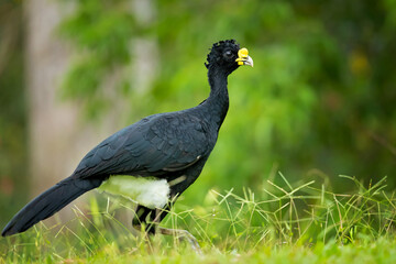 The great curassow (Crax rubra) is a large, pheasant-like bird from the Neotropical rainforests, its range extending from eastern Mexico, through Central America to western Colombia 