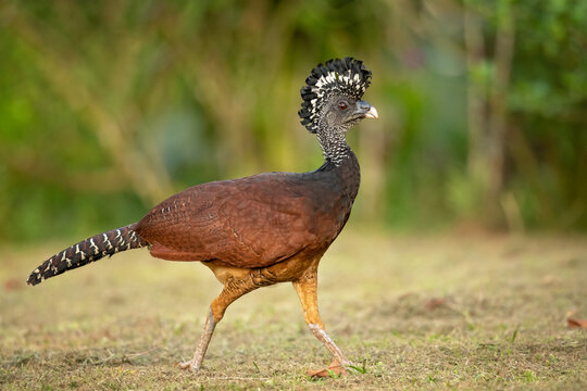 The great curassow (Crax rubra) is a large, pheasant-like bird from the Neotropical rainforests, its range extending from eastern Mexico, through Central America to western Colombia 