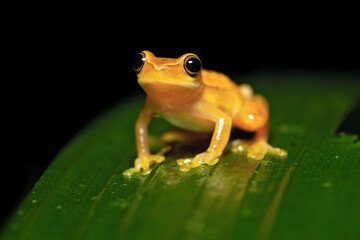 Dendropsophus ebraccatus, also known as the hourglass treefrog or pantless treefrog