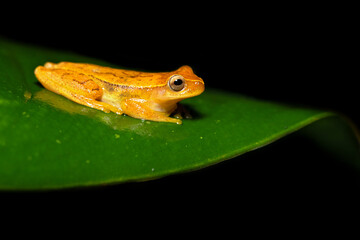 Obraz premium Dendropsophus ebraccatus, also known as the hourglass treefrog or pantless treefrog