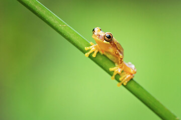 Dendropsophus ebraccatus, also known as the hourglass treefrog or pantless treefrog