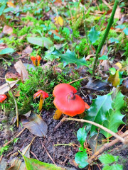 red wild mushroom in the backyard