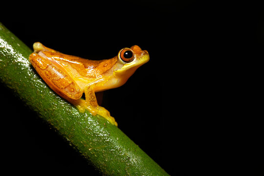 Dendropsophus Ebraccatus, Also Known As The Hourglass Treefrog Or Pantless Treefrog