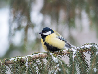 Fototapeta premium Cute bird Great tit, songbird sitting on the fir branch with snow in winter