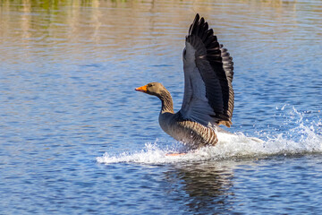 Greylag goose (Anser anser)