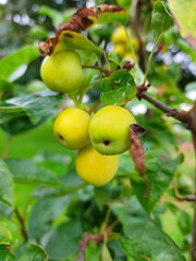 close up view of green apples on a branch