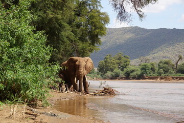 Elefant, Samburu National Reserve Kenia