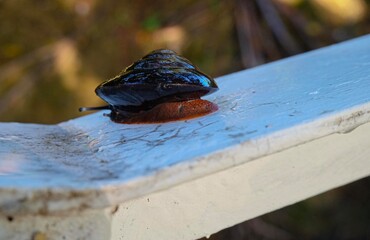 Snail with black shell in the rain