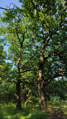 old trees with green foliage in the forest