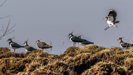 Lapwing (Vanellus vanellus)
