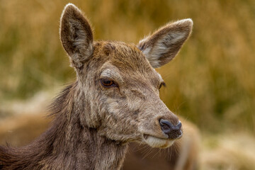 Naklejka na ściany i meble Red Deer in the scottish highlands, UK.