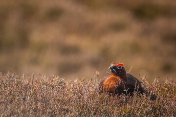 Red grouse (Lagopus lagopus)