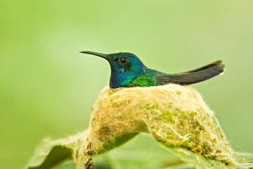 The white-necked jacobin (Florisuga mellivora) is a medium-size hummingbird that ranges from Mexico south through Central America and northern South America