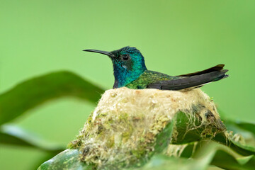 The white-necked jacobin (Florisuga mellivora) is a medium-size hummingbird that ranges from Mexico south through Central America and northern South America