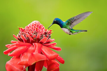 The white-necked jacobin (Florisuga mellivora) is a medium-size hummingbird that ranges from Mexico south through Central America and northern South America - obrazy, fototapety, plakaty