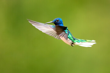 The white-necked jacobin (Florisuga mellivora) is a medium-size hummingbird that ranges from Mexico south through Central America and northern South America