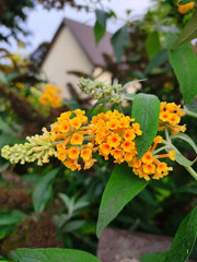 Beautiful blooming Buddleja weyeriana sungold in march