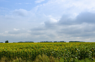 Picturesque landscape field of yellow sunflowers and sky with clouds