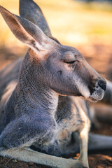 portrait of a kangaroo