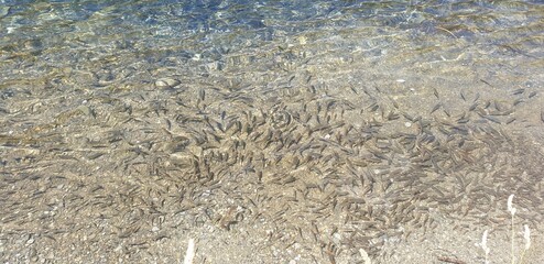 school of fish in lake
