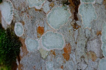 Lichen on royal palm. Mushrooms 